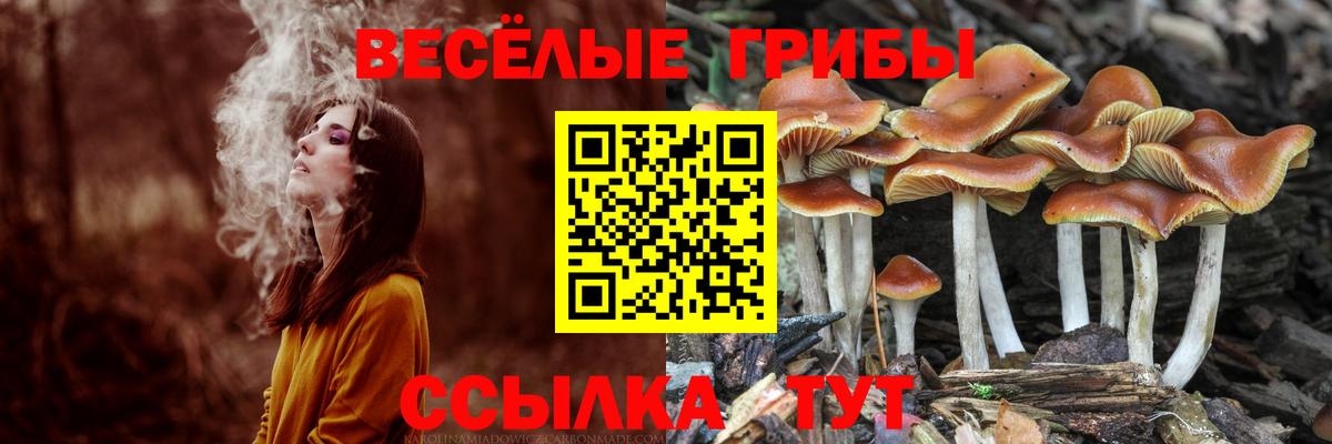 Карачаевск  Псилоцибиновые грибы мухоморы  Вход с VPN  наркота  Галлюциногенные грибы Magic Shrooms 